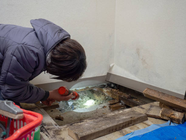Best Emergency Mold Remediation  in Rensselaer, IN