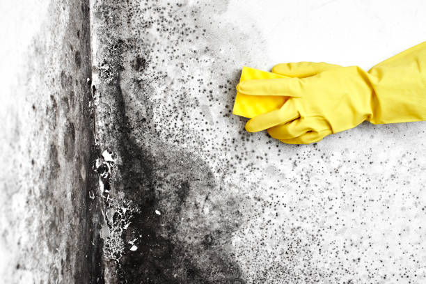 Best Basement Mold Removal  in Rensselaer, IN