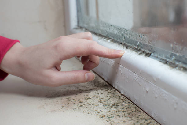 Best Mold Documentation for Insurance Claims  in Rensselaer, IN