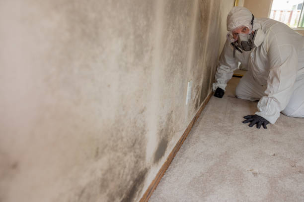 Best Attic Mold Removal  in Rensselaer, IN